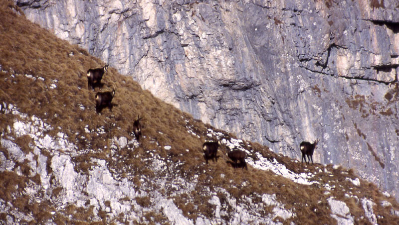 Rupicapra rupicapra.....dal Trentino Alto Adige